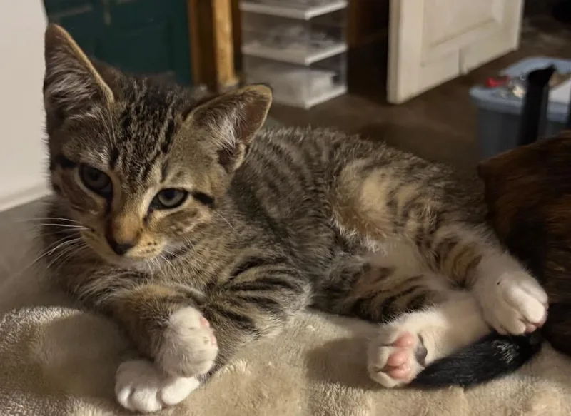 A baby small-sized male Domestic Short Hair cat named Captain for adoption in Darien, GA