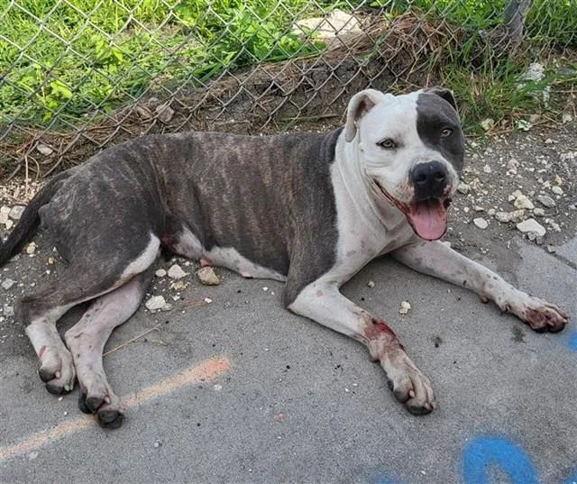An adult medium-sized female American Staffordshire Terrier dog named Melanie for adoption in San Antonio, TX