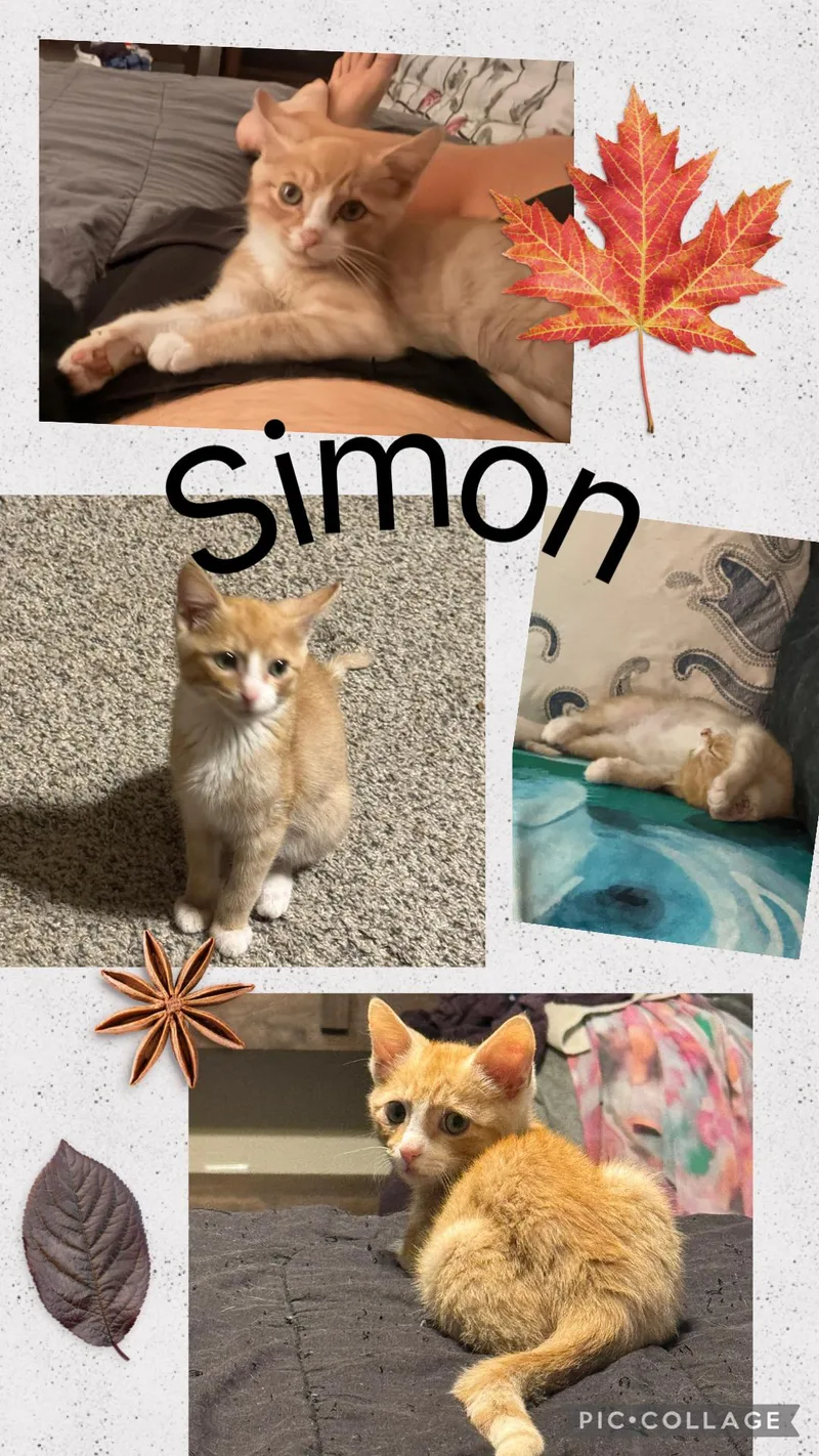 A baby medium-sized male Tabby cat named Simon for adoption in Lawton, OK