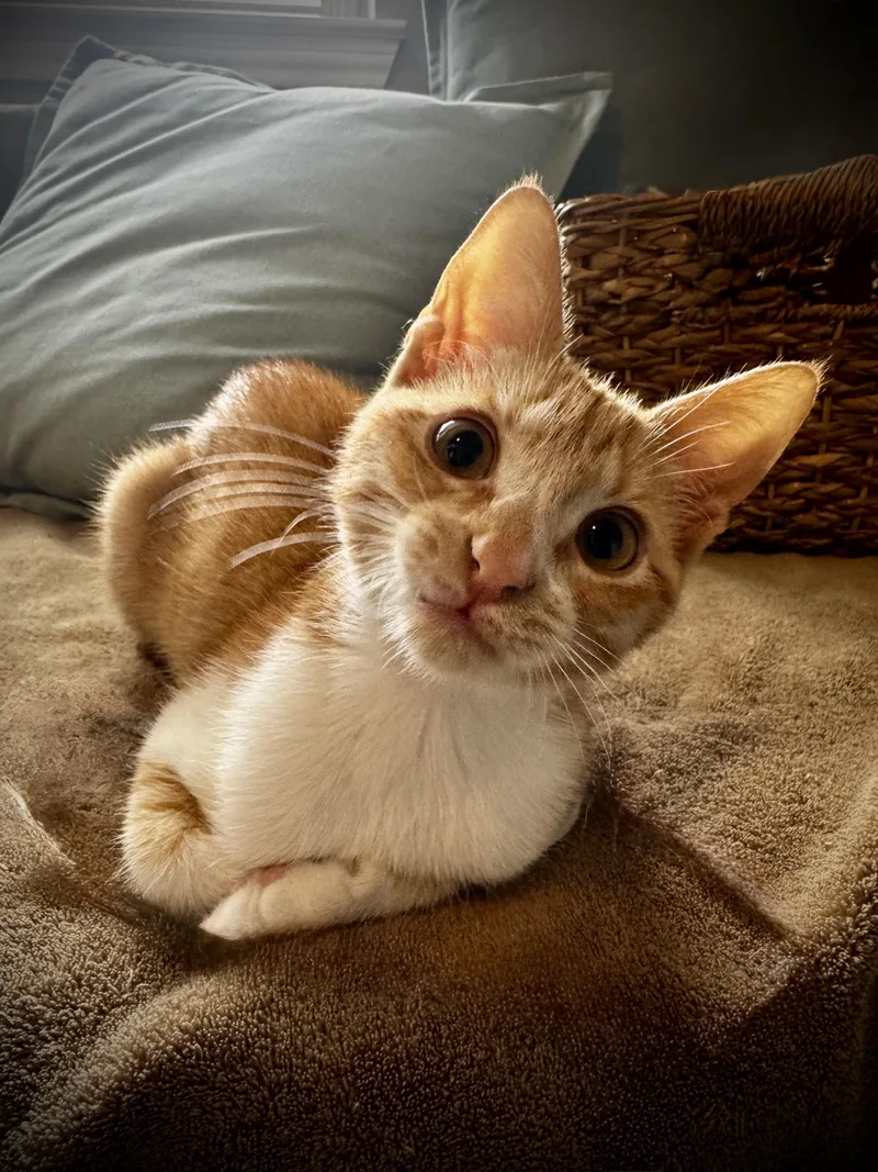 A baby medium-sized female Domestic Short Hair cat named Riley for adoption in Schertz, TX