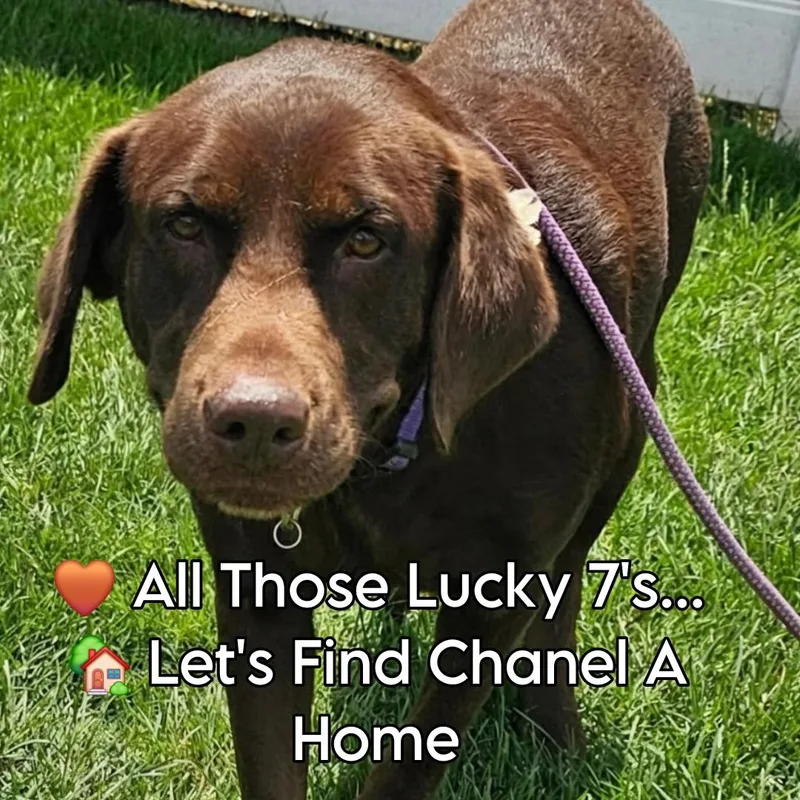 An adult large-sized female Chocolate Labrador Retriever dog named Chanel for adoption in Minooka, IL