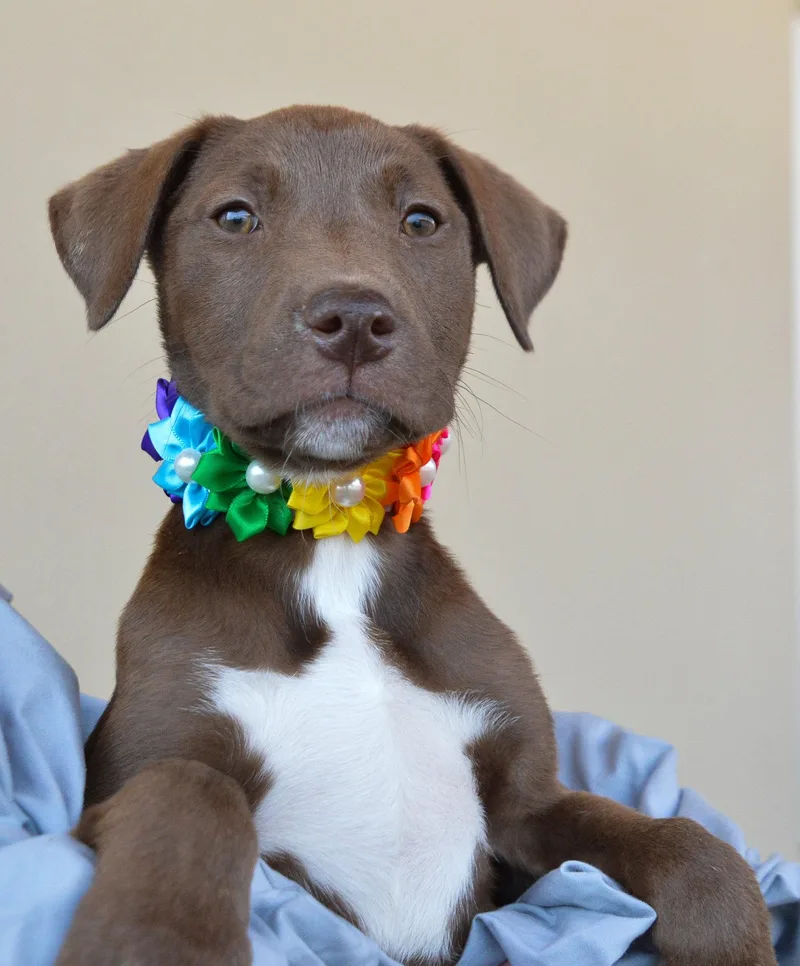 A young large-sized female Labrador Retriever dog named Lily for adoption in McKinney, TX