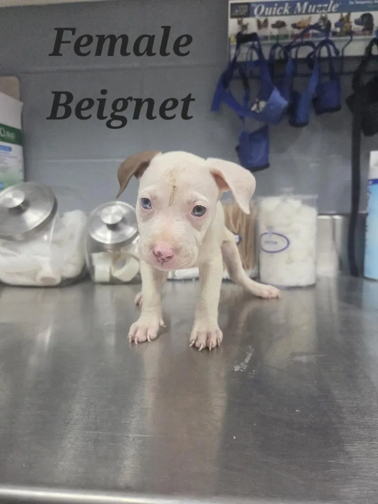 A baby medium-sized female Pit Bull Terrier dog named Beignet for adoption in Livingston, LA
