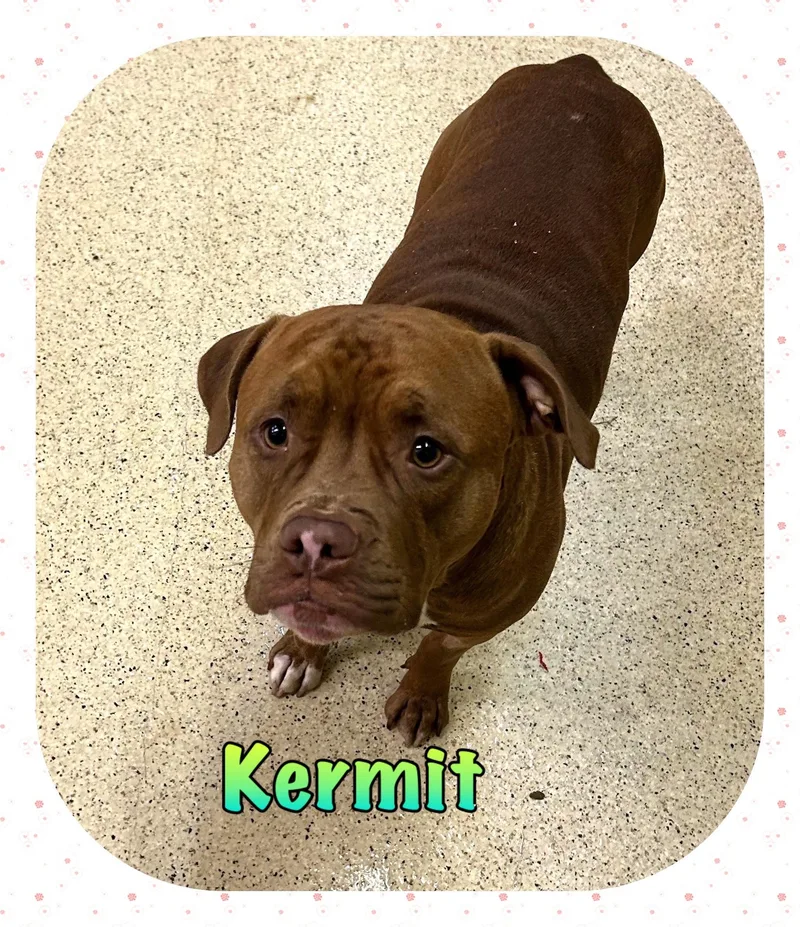A young large-sized male Terrier dog named Kermit for adoption in Muncie, IN