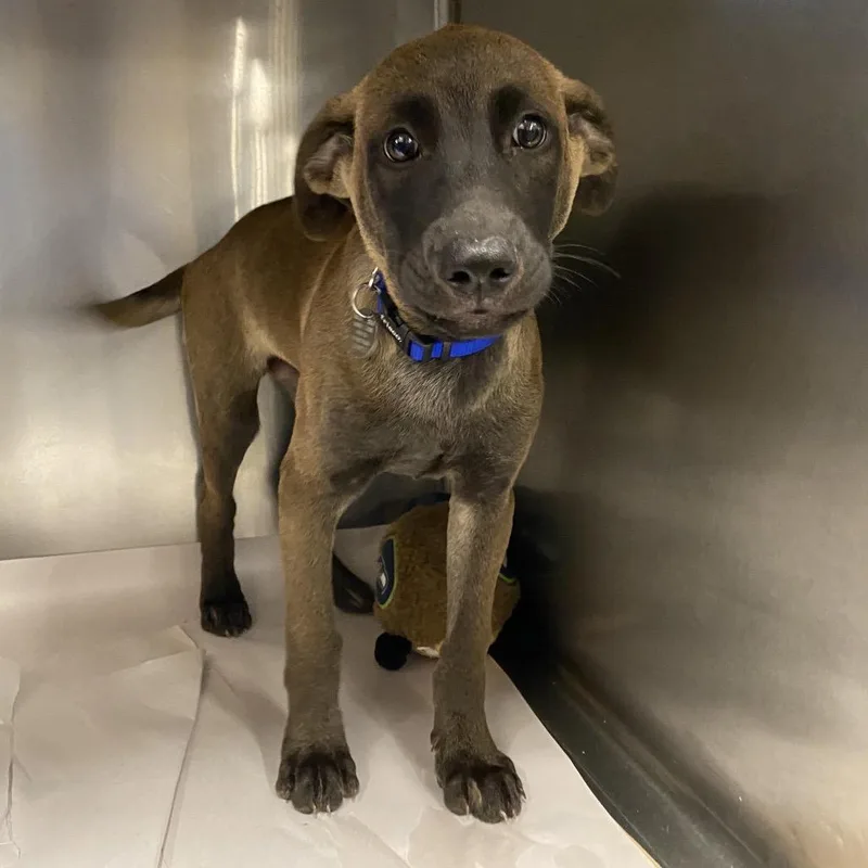 A baby small-sized male Mixed Breed dog named LA Pinto for adoption in Port Washington, NY