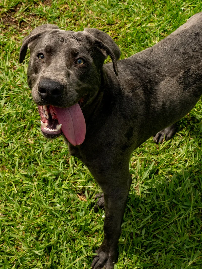 An adult medium-sized male Gray / Blue / Silver Mixed Breed dog named Chino for adoption in Myrtle Beach, SC