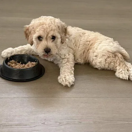A baby small-sized female White / Cream Mixed Breed dog named Annie for adoption in San Juan Capistrano, CA