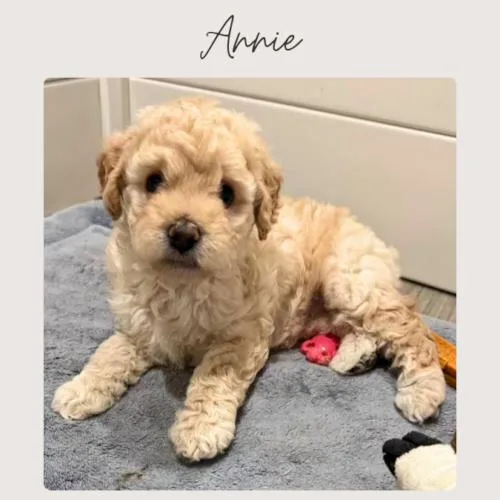 Annie thumbnail 2