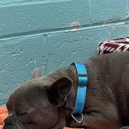 An adult medium-sized male Gray / Blue / Silver French Bulldog dog named Ludo for adoption in Port Charlotte, FL