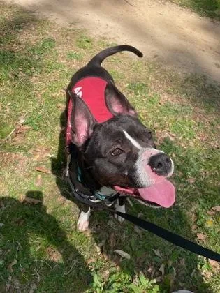 An adult medium-sized female Mixed Breed dog named Pandora for adoption in West Chester, PA