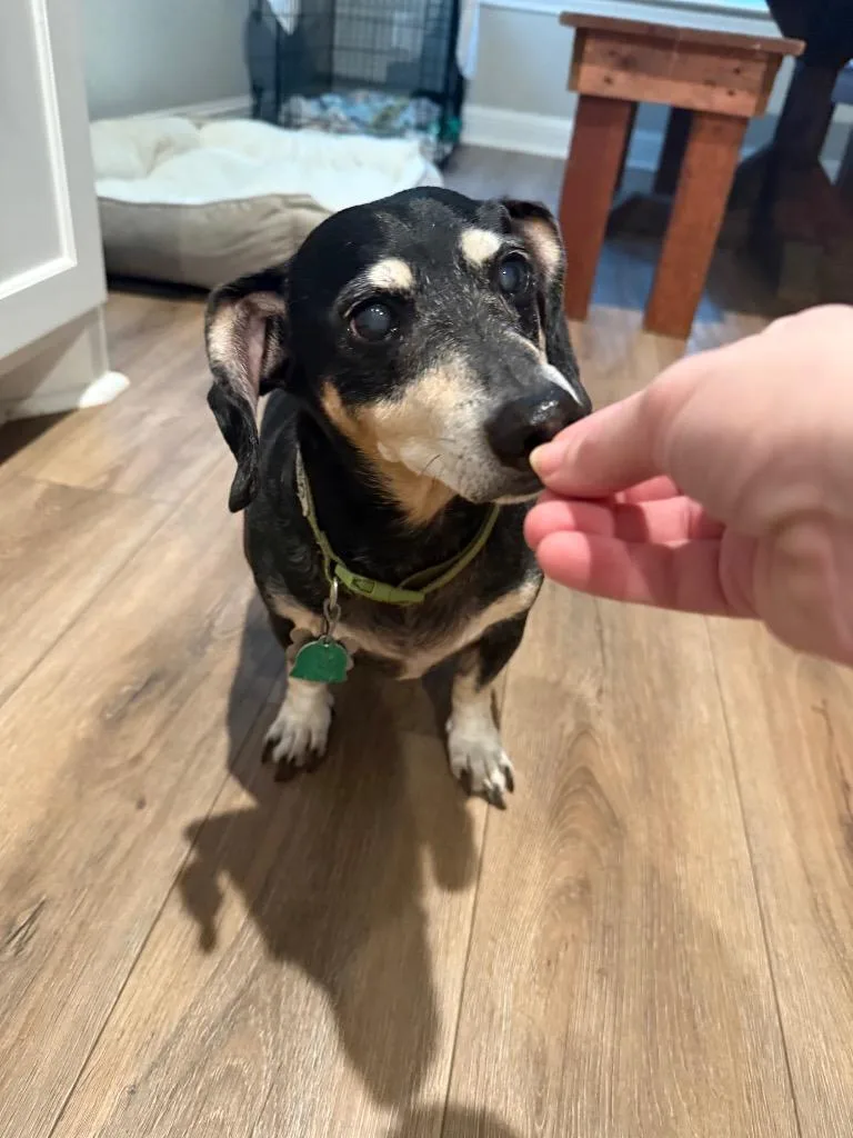 A senior small-sized male Dachshund dog named Punky for adoption in Bryan, TX