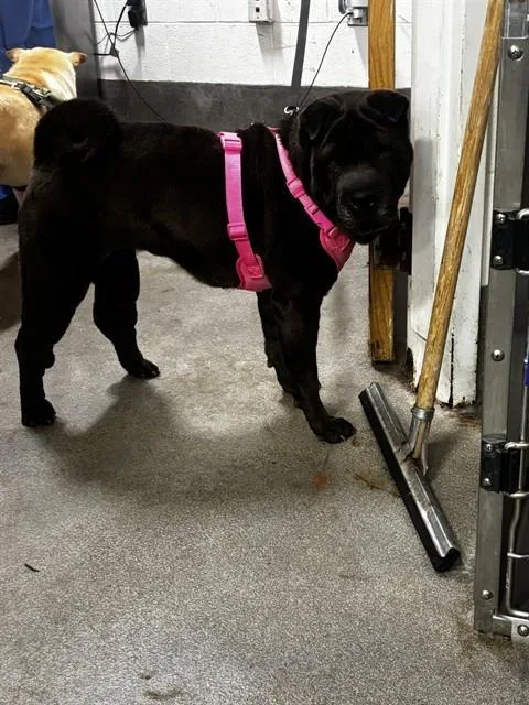 An adult medium-sized female Shar-Pei dog named Coco for adoption in Upper Marlboro, MD