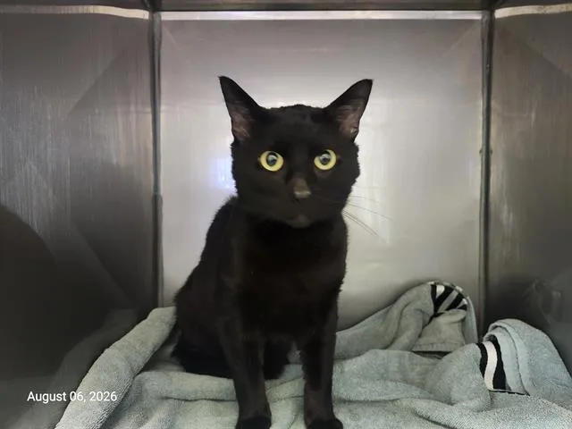 A young large-sized male Domestic Short Hair cat named Big Cheese for adoption in Santa Cruz, CA