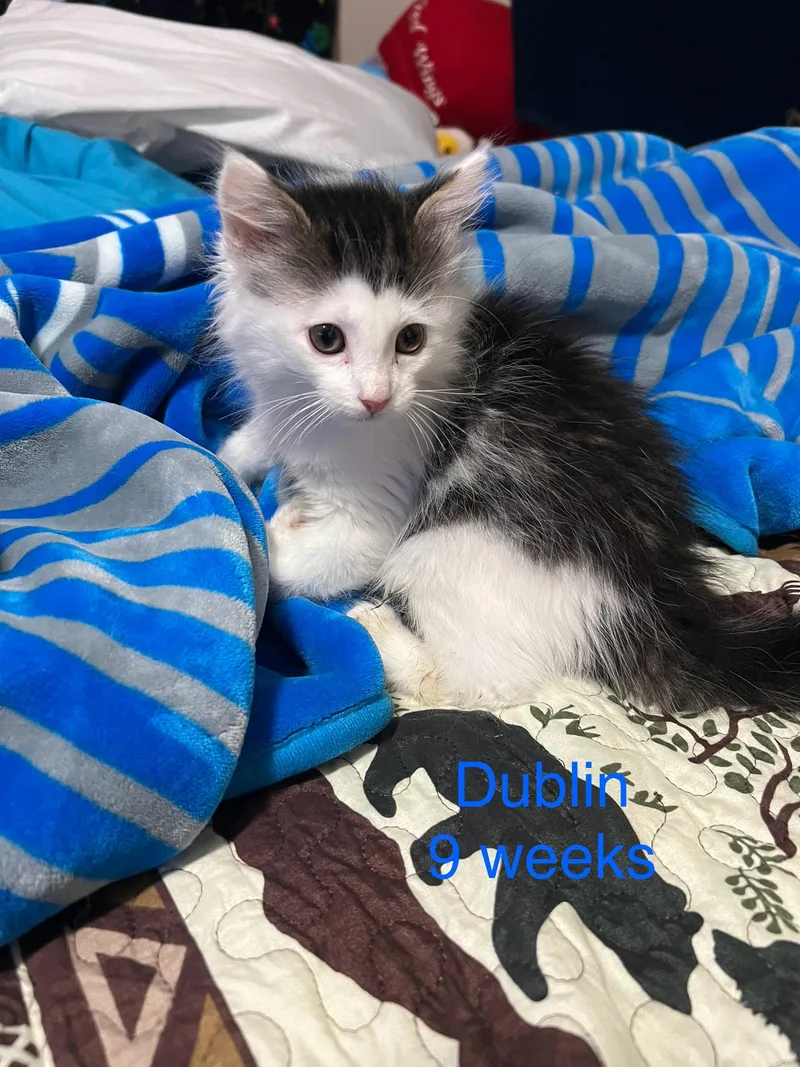 A baby small-sized male White Domestic Long Hair cat named Dublin for adoption in Davisburg, MI