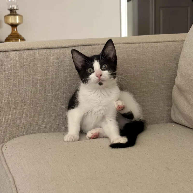 A baby small-sized female Black Domestic Short Hair cat named Daisy for adoption in Fort Worth, TX