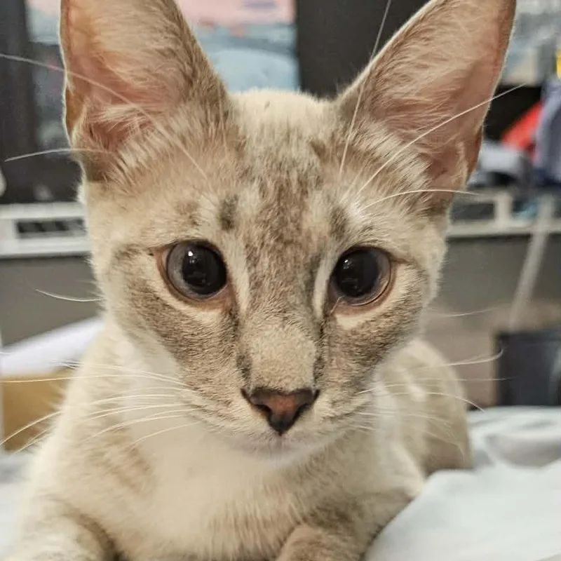 An adult medium-sized female Siamese cat named Pearl for adoption in Houston, TX