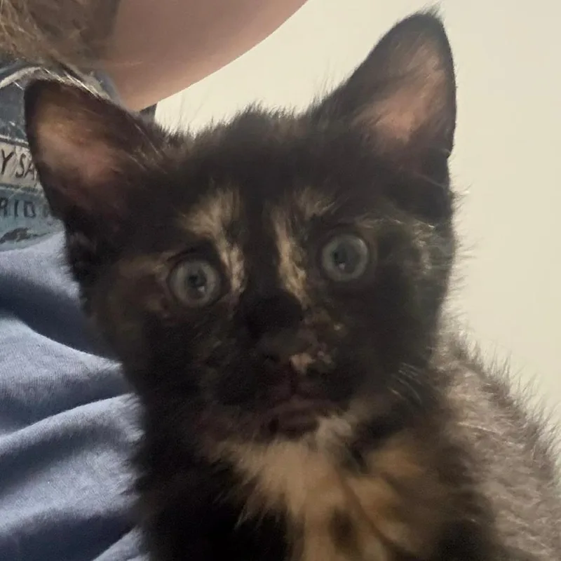 A baby small-sized female Tortoiseshell Domestic Short Hair cat named Sugar Cookie for adoption in Winchester, VA