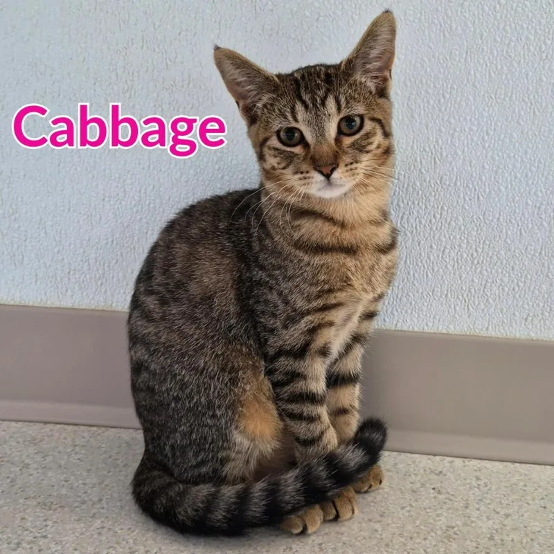 A baby medium-sized female Domestic Short Hair cat named Cabbage for adoption in North Saint Paul, MN