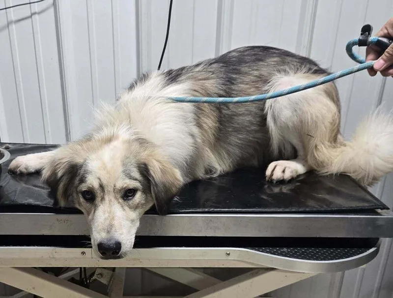 A young medium-sized male Tricolor (Brown, Black, & White) Australian Shepherd dog named Avery for adoption in Waverly, OH