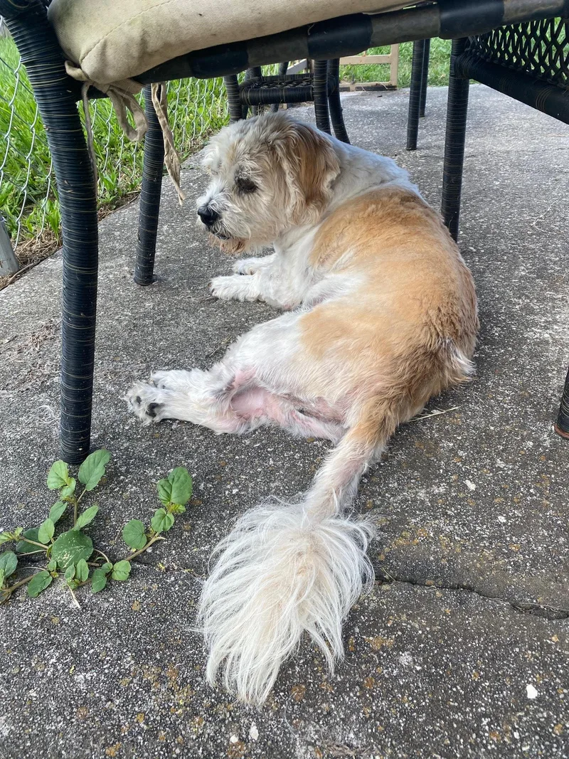 Opiehappy! thumbnail 2