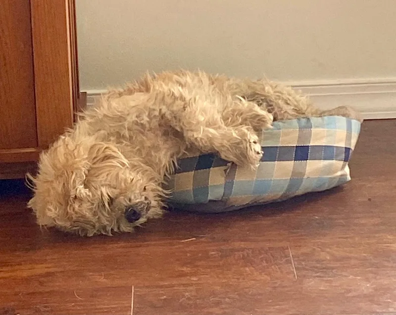 Opiehappy! thumbnail 3