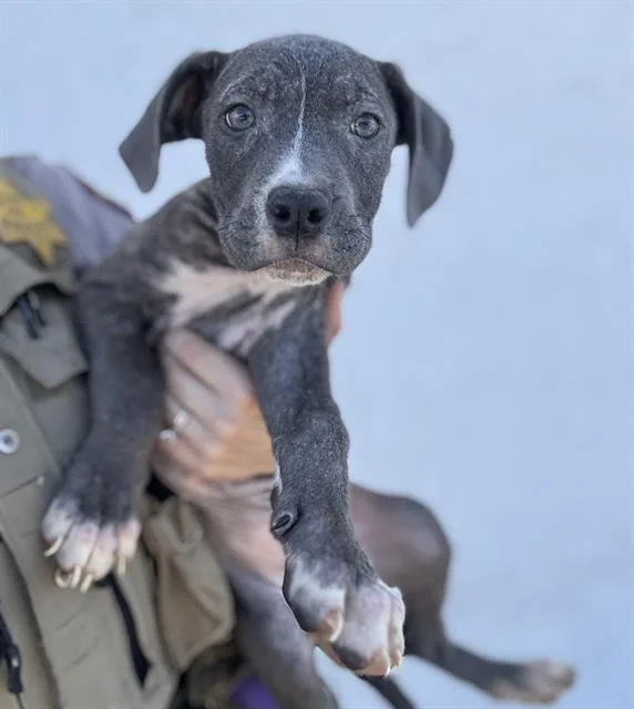 A baby small-sized female Pit Bull Terrier dog named Dragon Fruit for adoption in Fairfield, CA