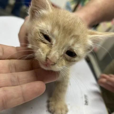 A baby small-sized male Cream / Ivory Domestic Short Hair cat named Cosmo for adoption in Lufkin, TX