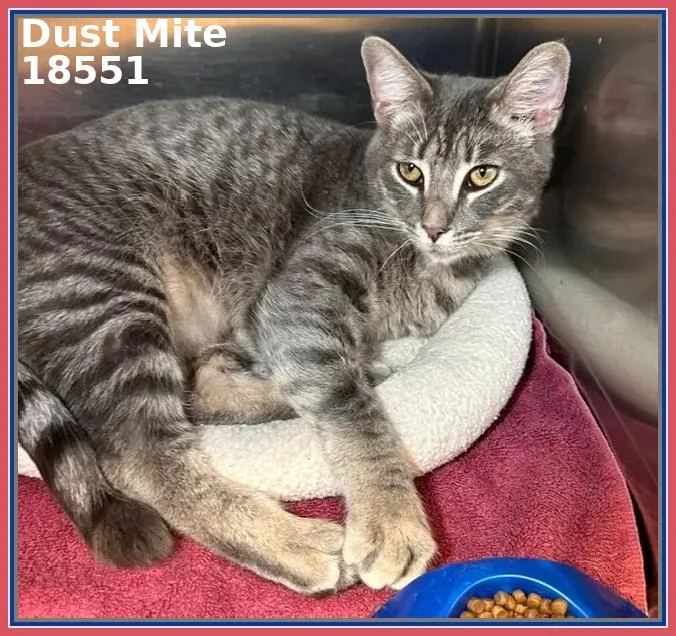 A young large-sized female Tabby (Gray / Blue / Silver) Domestic Short Hair cat named Dust Mite for adoption in Marietta, GA