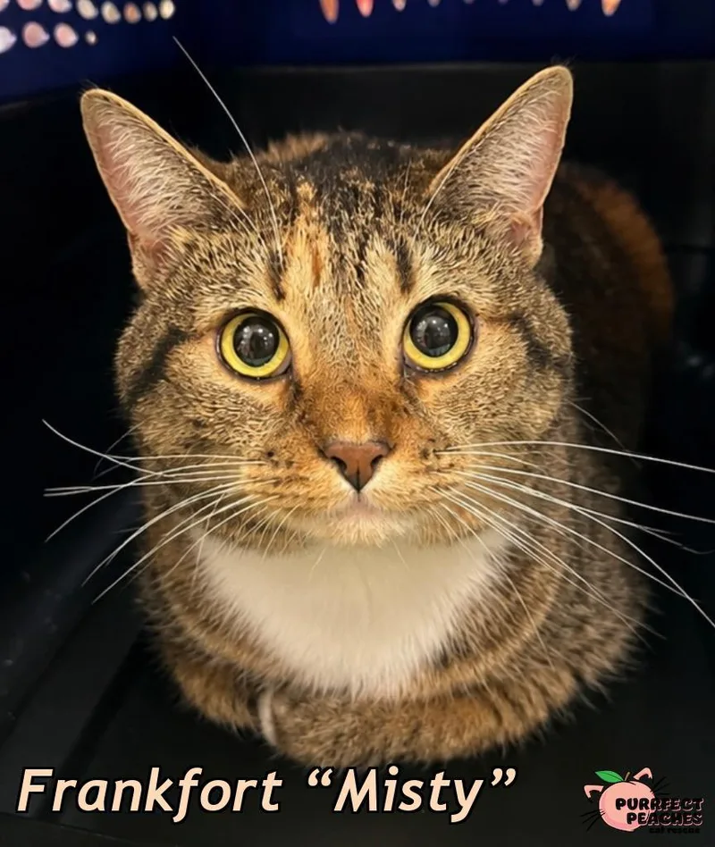 An adult medium-sized female Domestic Short Hair cat named Frankfort “Misty” for adoption in Douglasville, GA