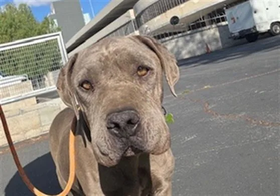 An adult medium-sized female Pit Bull Terrier dog named Mable for adoption in Van Nuys, CA