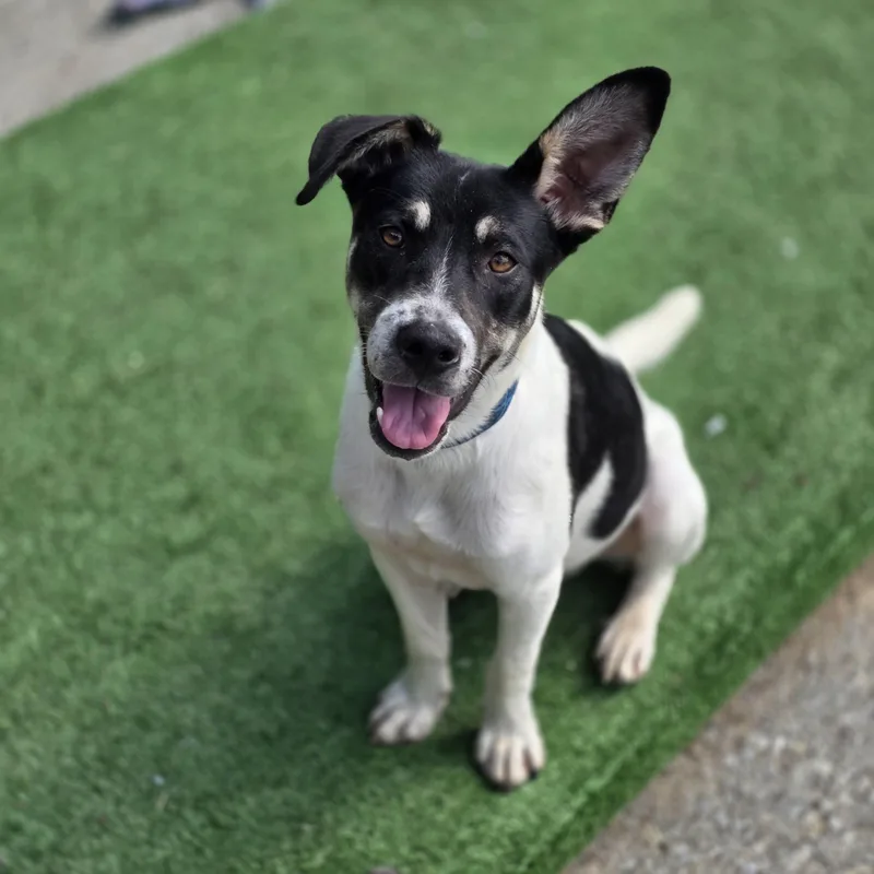 A young medium-sized male Australian Shepherd dog named Sir Isaac Newton for adoption in Fayetteville, WV