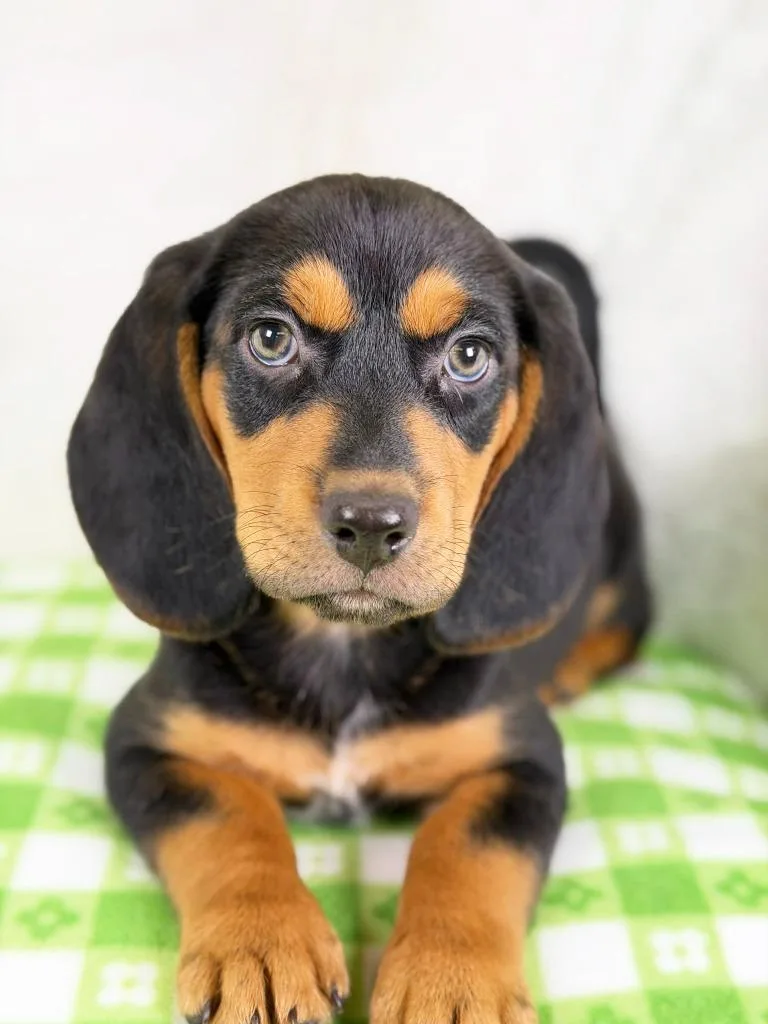 A baby medium-sized male Beagle dog named Spring Litter  Sprout for adoption in Savage, MN