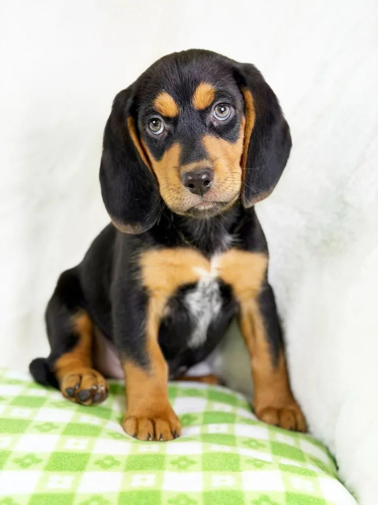 Spring Litter  Sprout thumbnail 2