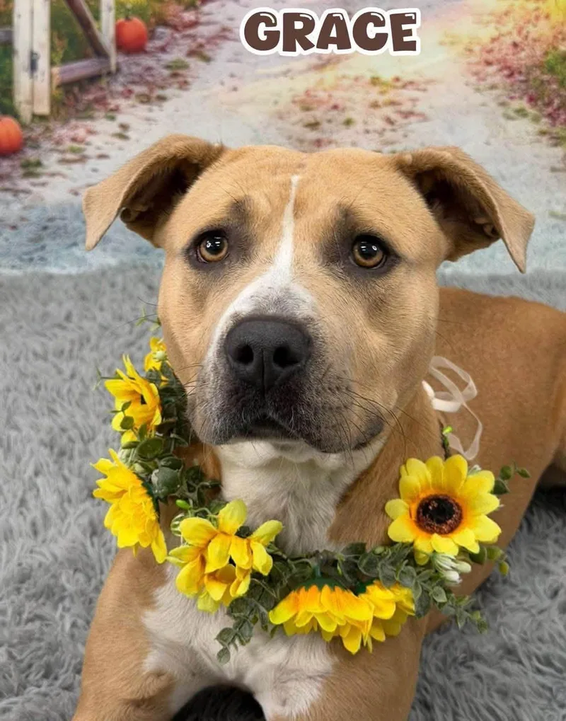 An adult medium-sized female Apricot / Beige Mixed Breed dog named Grace for adoption in Flint, MI