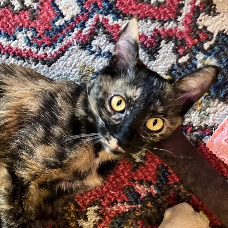 A young medium-sized female Domestic Short Hair cat named Pintura for adoption in Chicago, IL