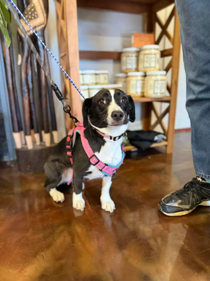 A young small-sized female Black English Springer Spaniel dog named Oreo for adoption in Westwood, NJ
