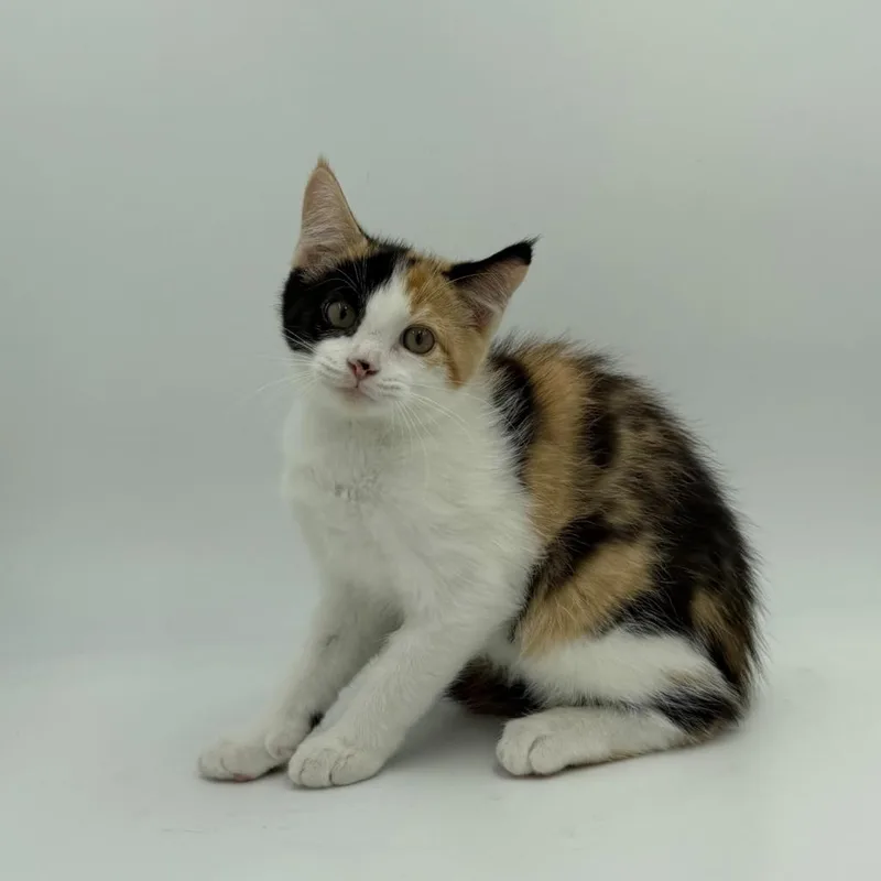 A baby medium-sized female Domestic Short Hair cat named Orla for adoption in State College, PA