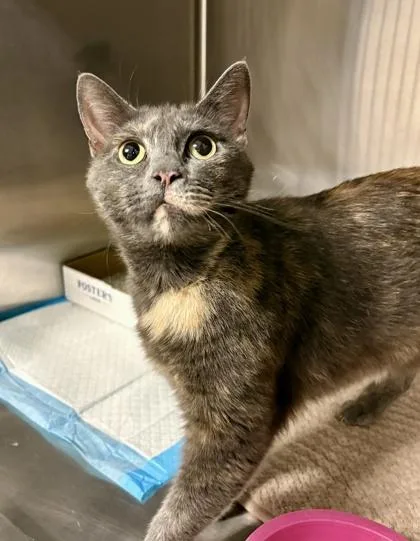 Kit Kat
