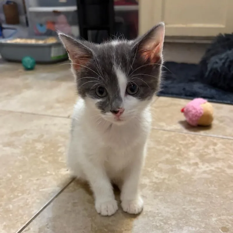 Marble