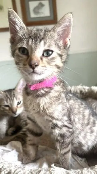 A baby medium-sized male Tabby (Gray / Blue / Silver) Domestic Short Hair cat named Kyle for adoption in Battle Creek, MI