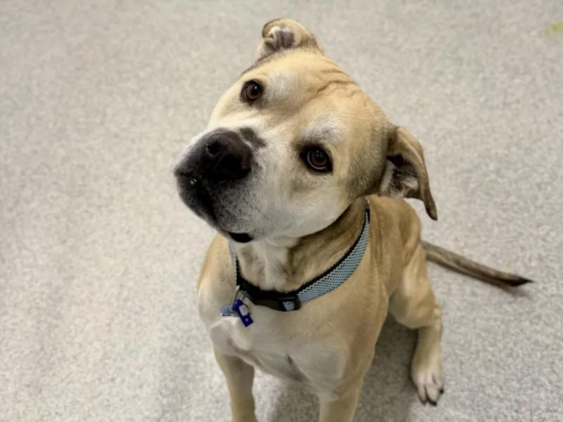 An adult medium-sized male Pit Bull Terrier dog named Chance for adoption in Loveland, CO