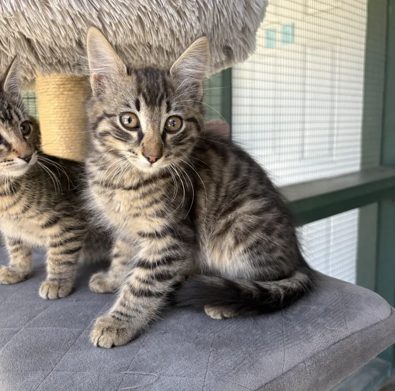 A young small-sized male Tabby (Tiger Striped) Tabby cat named Biscotti for adoption in Lathrop, CA