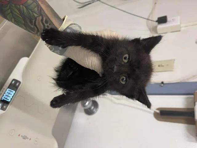 A baby small-sized female Domestic Short Hair cat named Ada for adoption in Hayward, CA