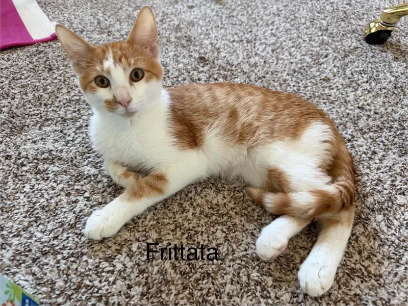 A baby medium-sized male Tabby (Orange / Red) Tabby cat named Frittata for adoption in Omaha, NE