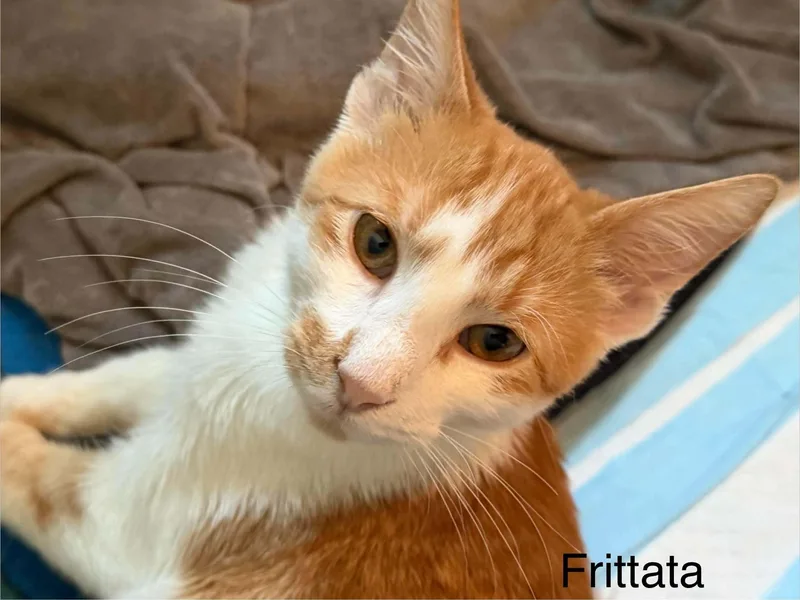 Frittata thumbnail 2