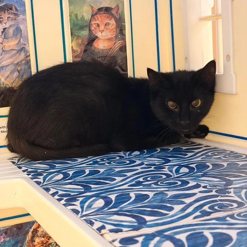 A young small-sized female Black Domestic Short Hair cat named Katmai for adoption in Bristol, IN