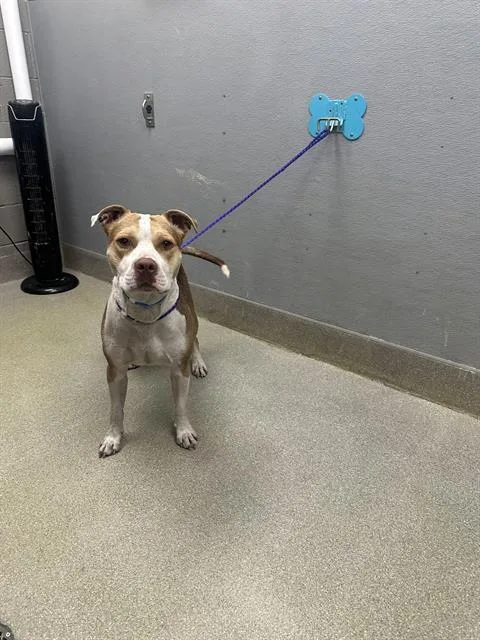 A young medium-sized male Pit Bull Terrier dog named Koa for adoption in Las Vegas, NV