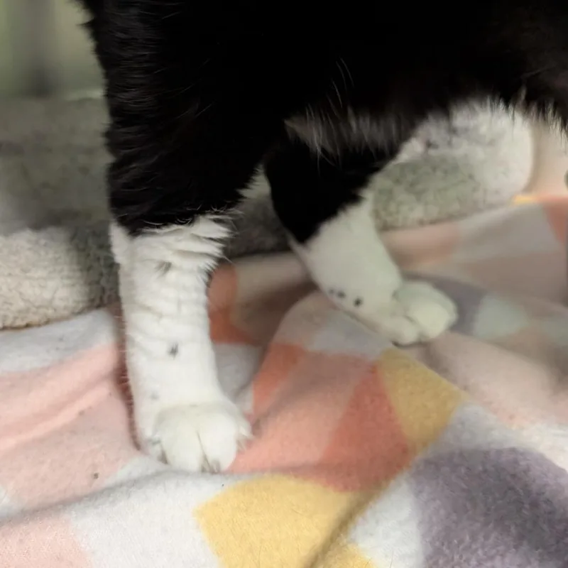 Kira thumbnail 2