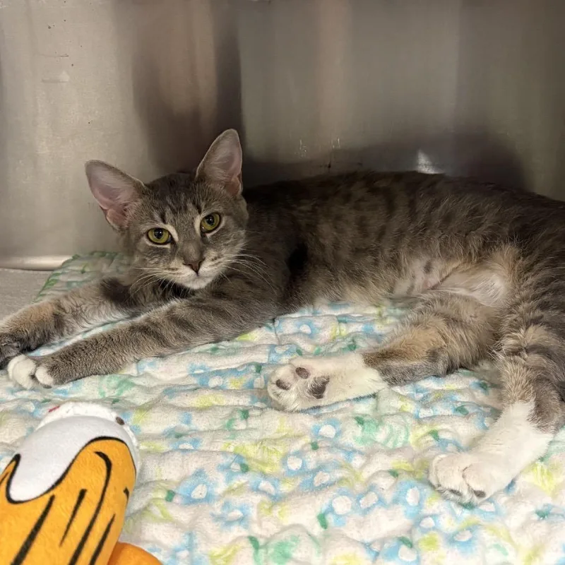 An adult medium-sized female Gray / Blue / Silver Domestic Short Hair cat named Patricia for adoption in Hamburg, NY