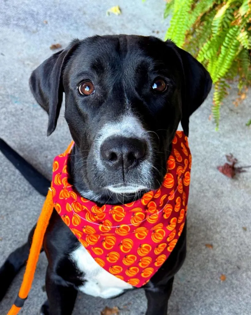 A young large-sized female Labrador Retriever dog named Pinky for adoption in Effingham, IL